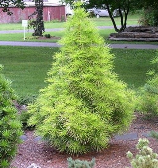 Sciadopitys verticillata 30-40 CM