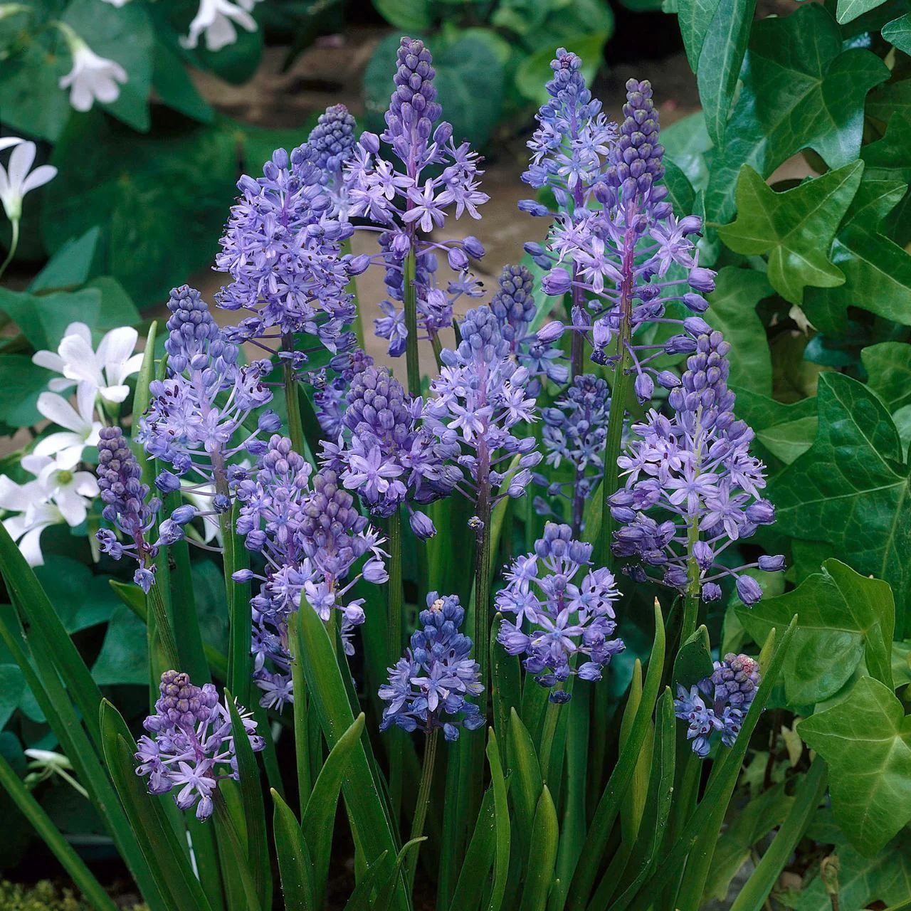 SCILLA LITARDIEREI ROYAL AMETHYST 12 - Image 2