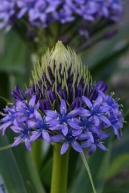 Scilla peruviana