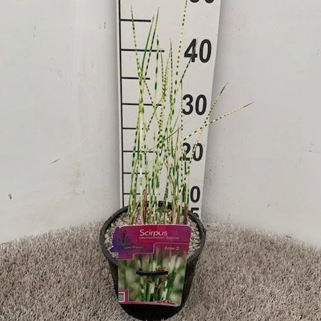 Scirpus tabern. Zebrinus  18 cm aquatic basket - Image 2