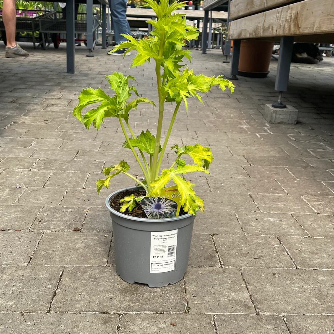 Sea Holly (Eryngium Zabelii Neptunes Gold) - Image 3