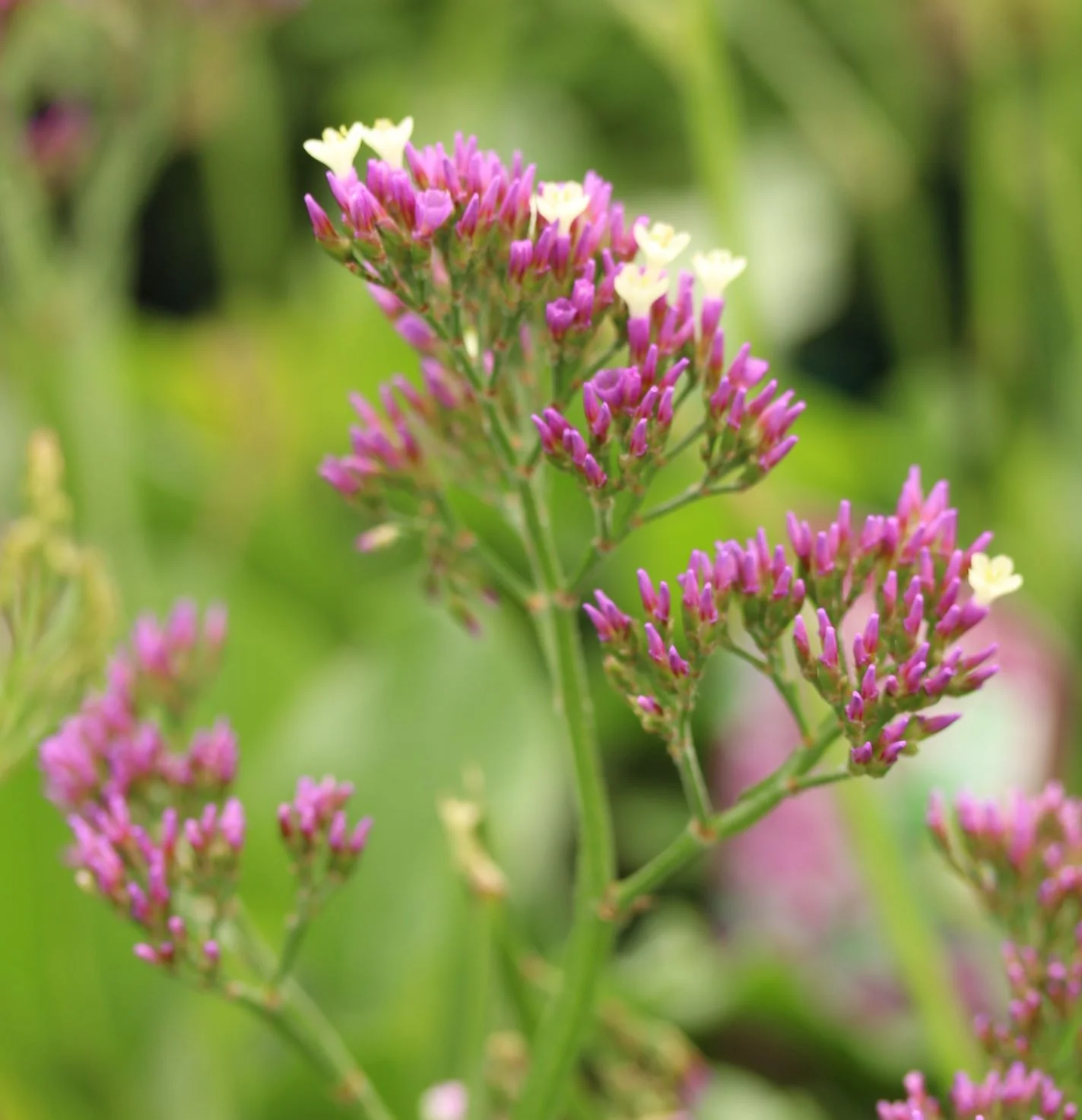 Sea Lavender (Limonium Salt Lake) - Image 3