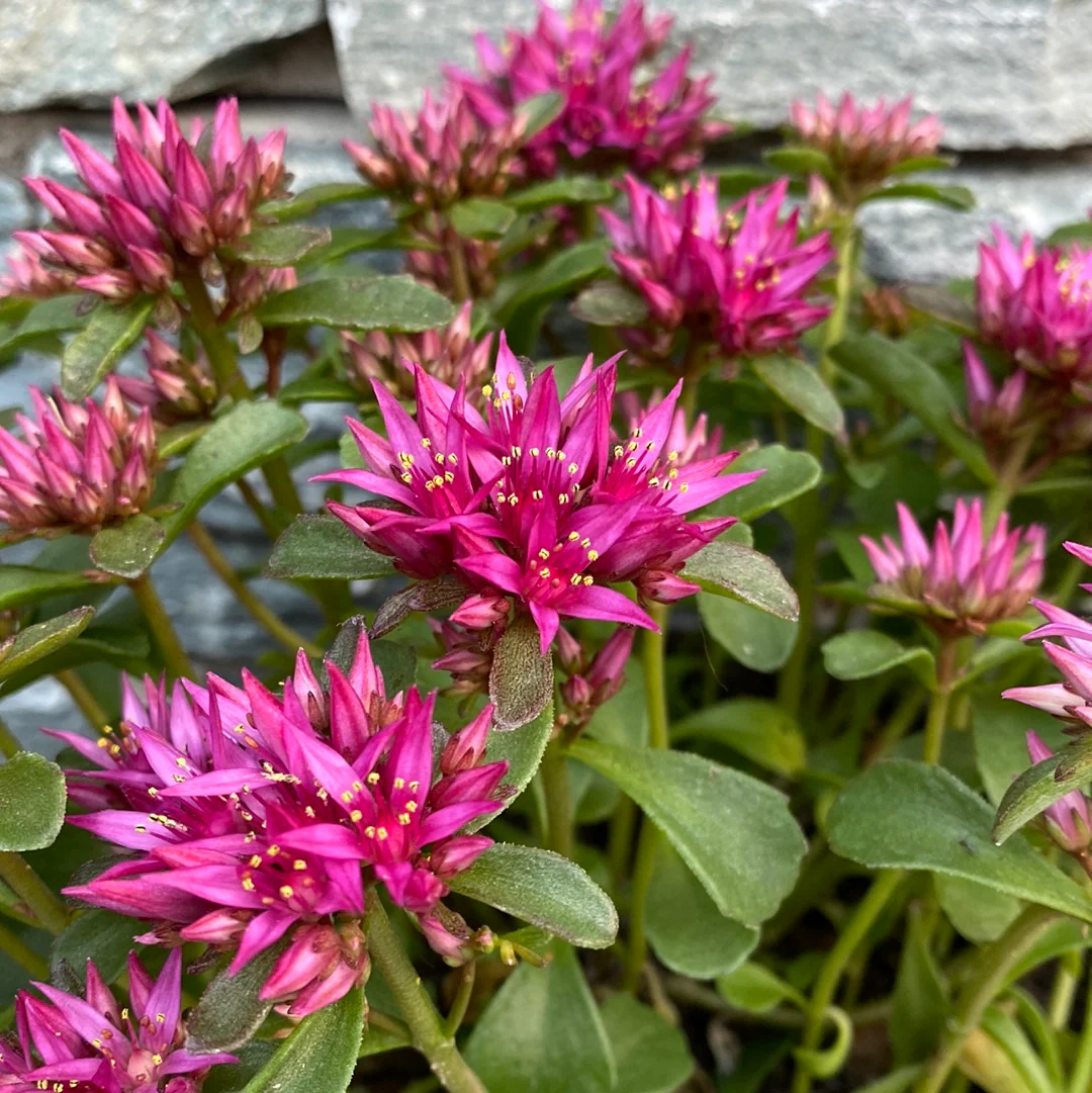 Sedum 2 Ltr
