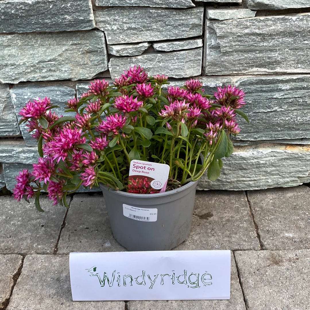 Sedum 2 Ltr - Image 2