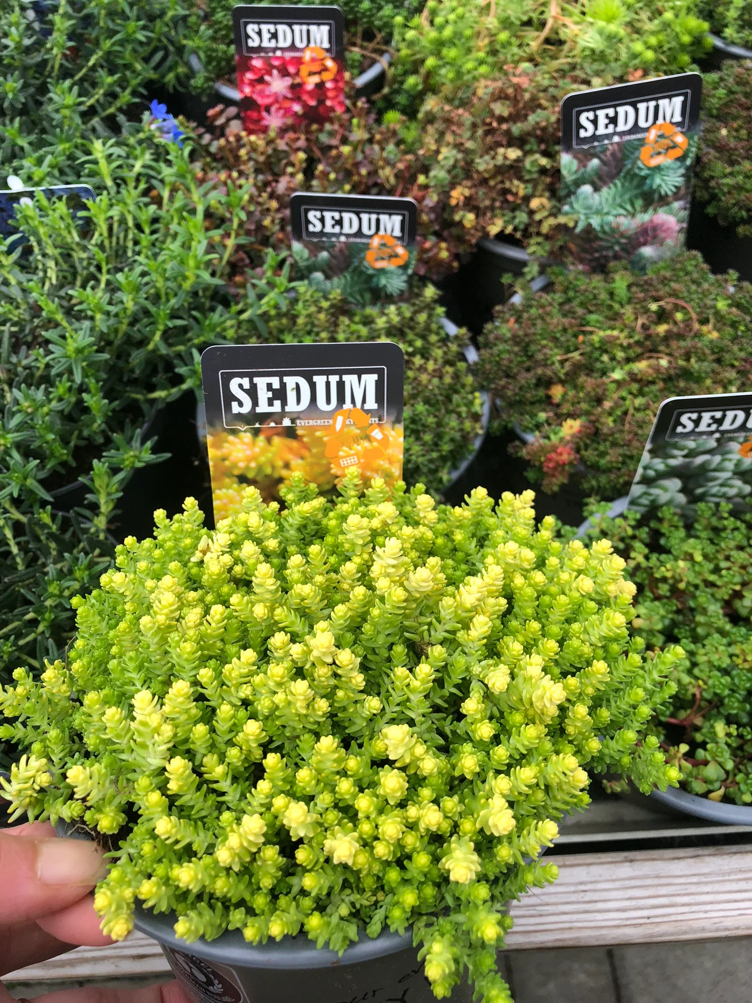 SEDUM acre Aureum - Image 2