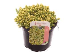 Sedum acre Yellow Queen  P13 - Image 2