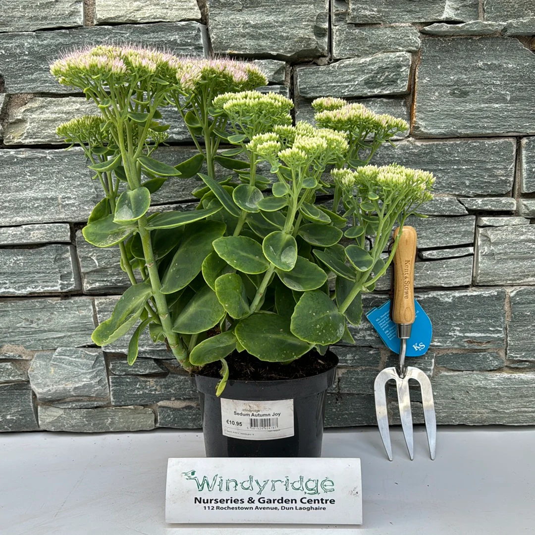 Sedum Autumn Joy - Image 2