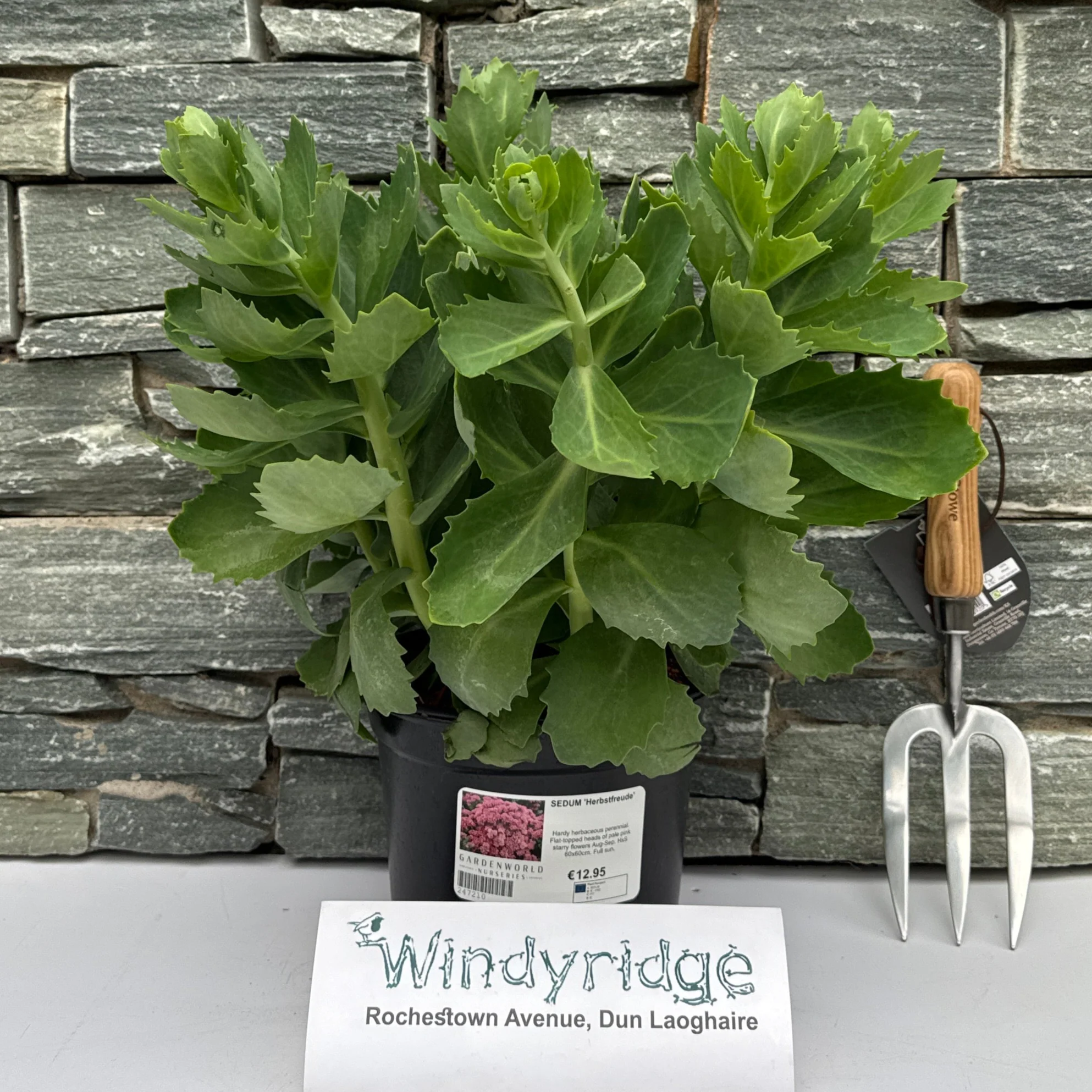 SEDUM Herbstfreude 3L
