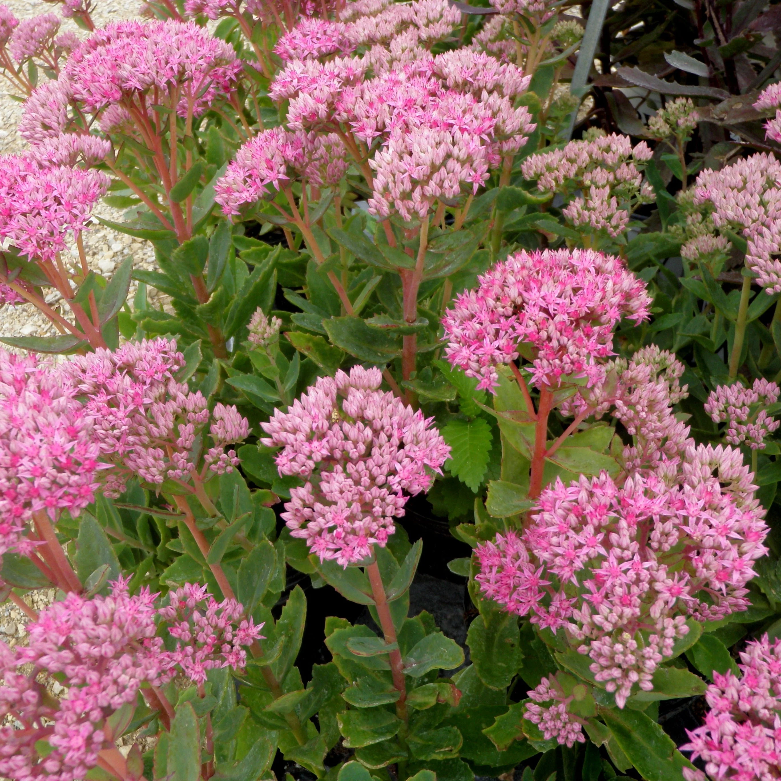 Sedum hybr. Carl 2lt pot