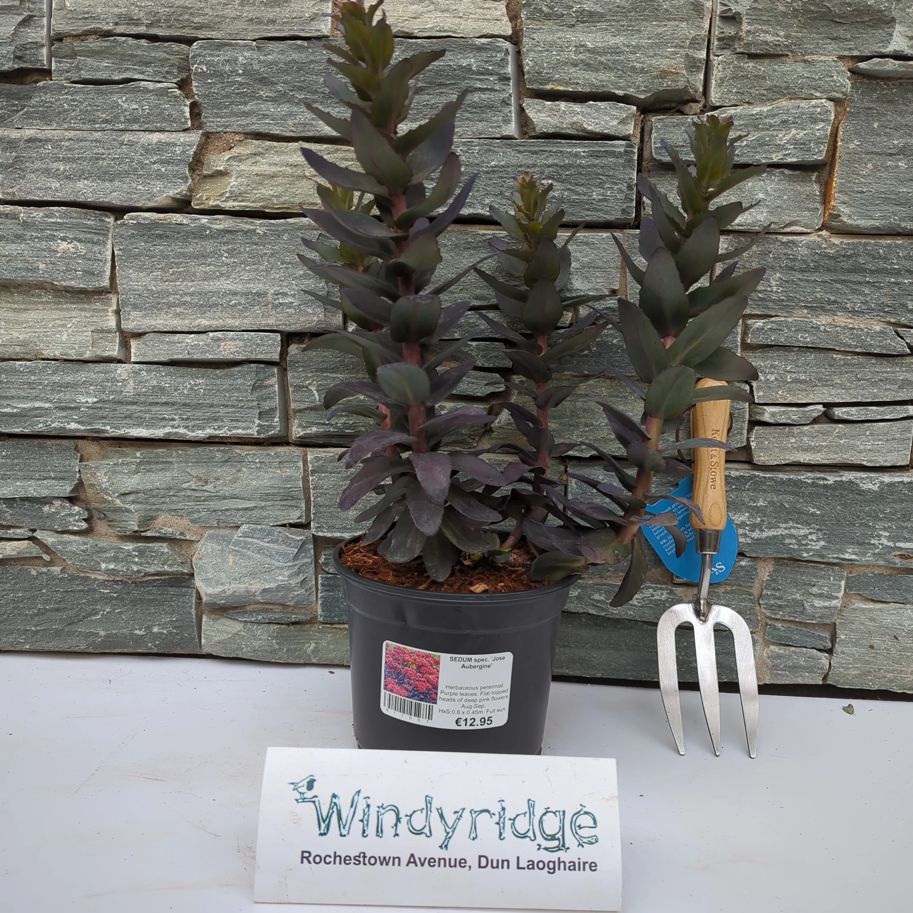 SEDUM Jose Aubergine - Image 2