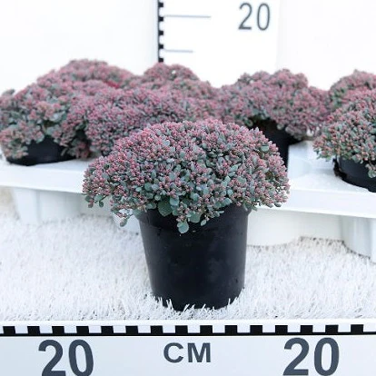 Sedum Painted Pebble  P11
