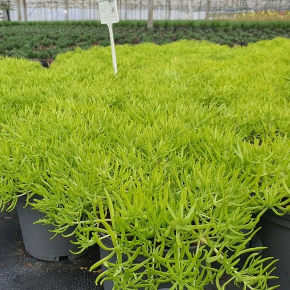 SEDUM reflexum Lemon Ball - Image 2