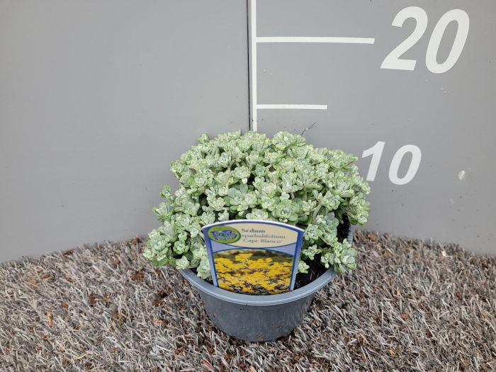 Sedum spath.  Cape Blanco  / P13 - Image 2
