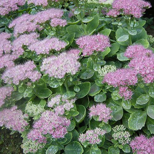 Sedum spectabile Brilliant - Image 3