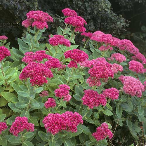 SEDUM spectabile Brilliant - Image 2