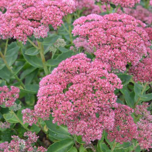 Sedum Spectabilis/Autumn Joy - Image 3