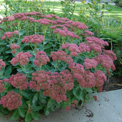 Sedum Spectabilis/Autumn Joy - Image 4