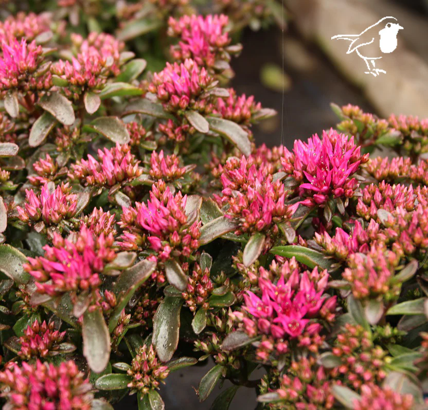 Sedum spurium Deep Red  2 Ltr pot
