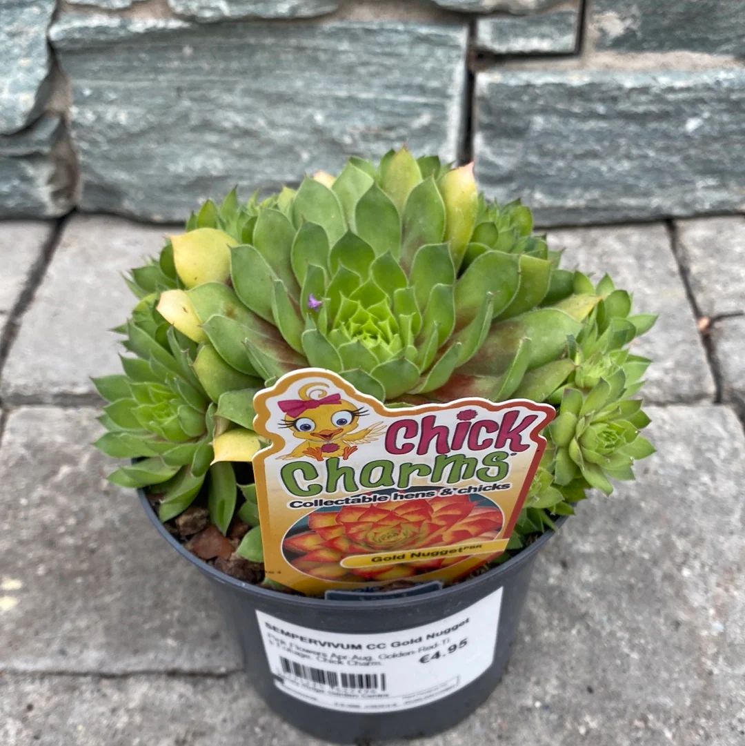 SEMPERVIVUM CC Gold Nugget - Image 2