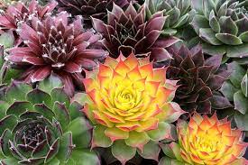 SEMPERVIVUM CC Gold Nugget - Image 3