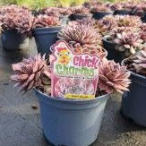 SEMPERVIVUM CC Silver Suede