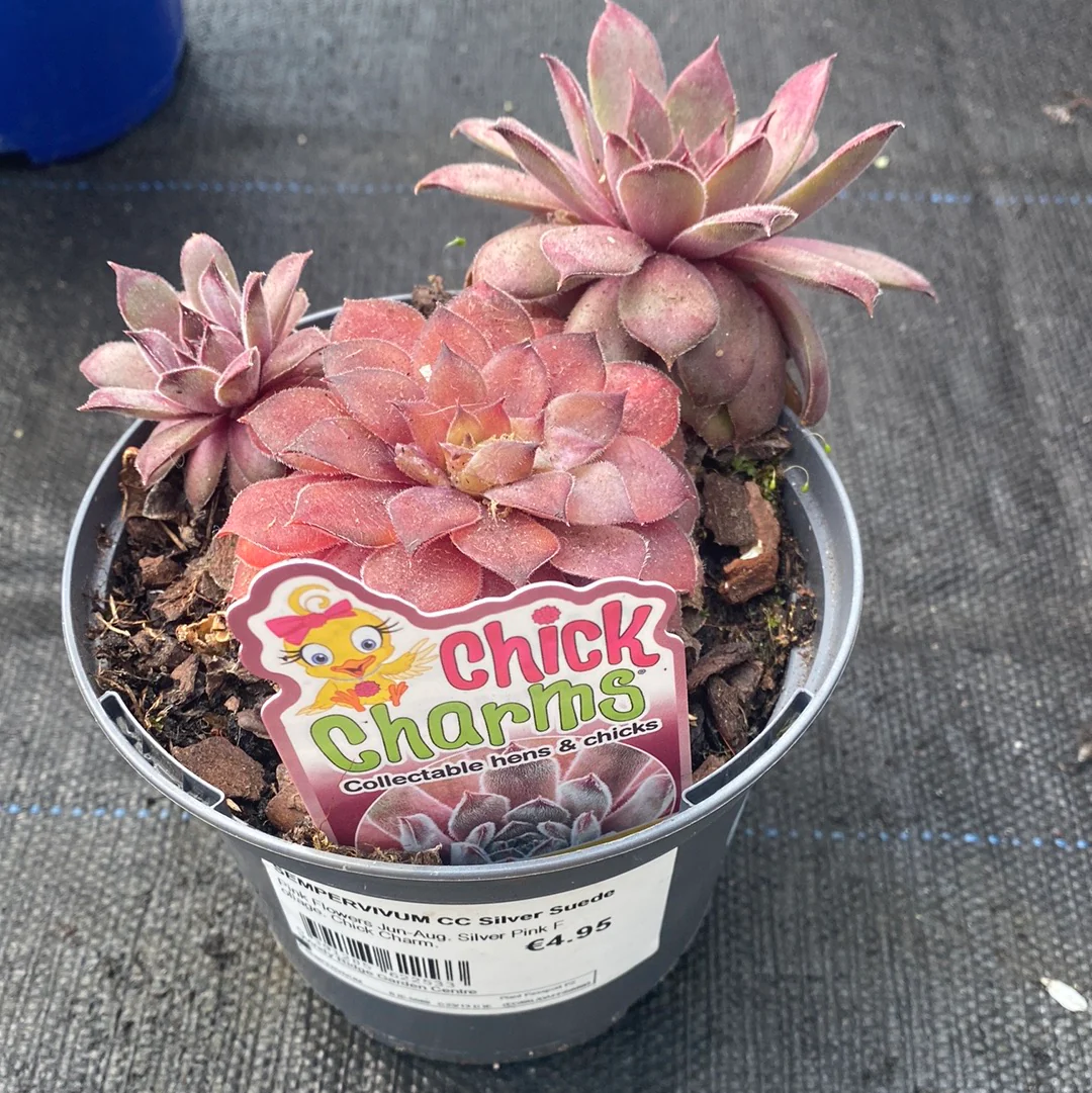 SEMPERVIVUM CC Silver Suede - Image 2