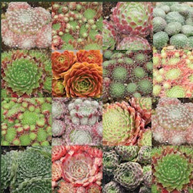 Sempervivum mix - Image 2