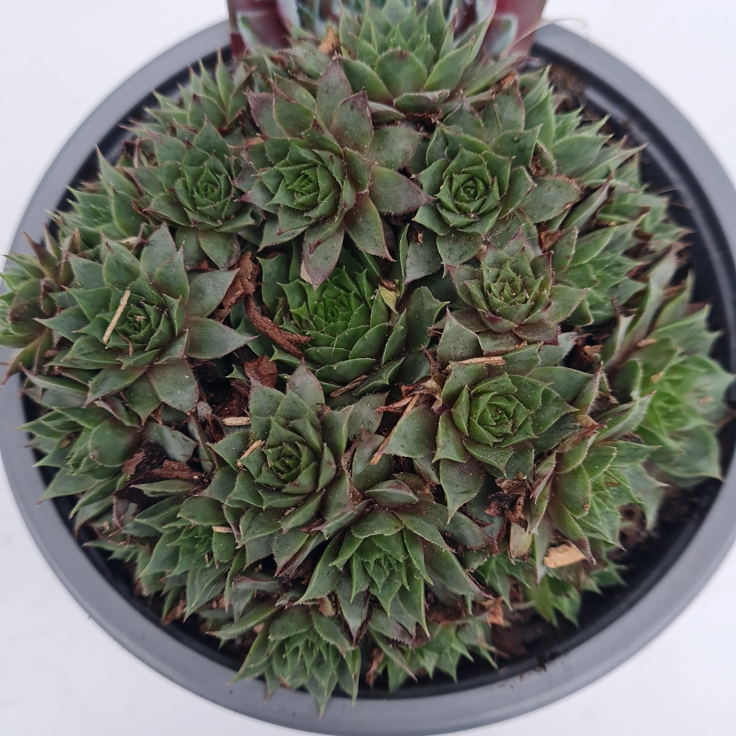 Sempervivum mix - Image 4