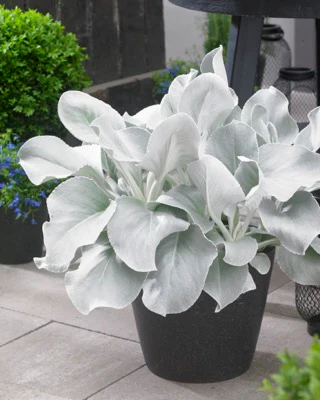 SENECIO ANGEL WINGS