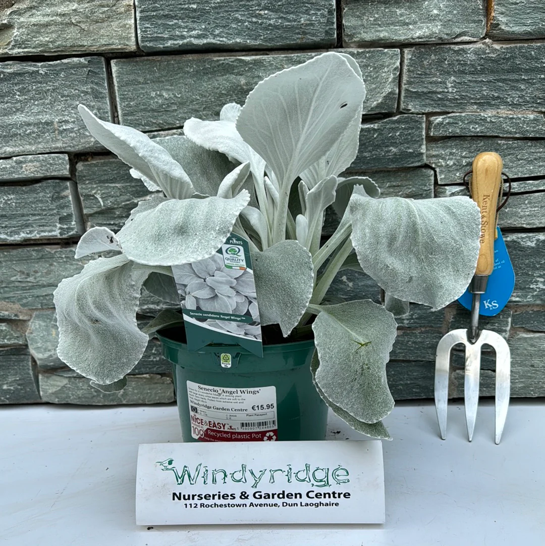 Senecio Angel Wings - Image 2
