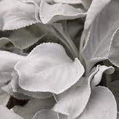 SENECIO ANGEL WINGS - Image 3