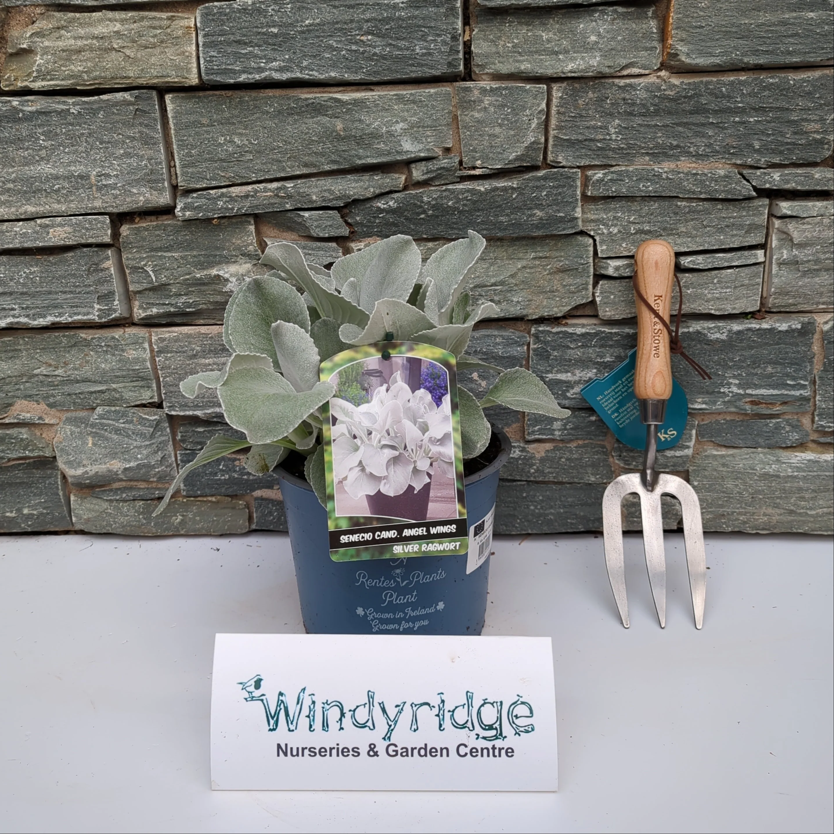 SENECIO ANGEL WINGS - Image 4