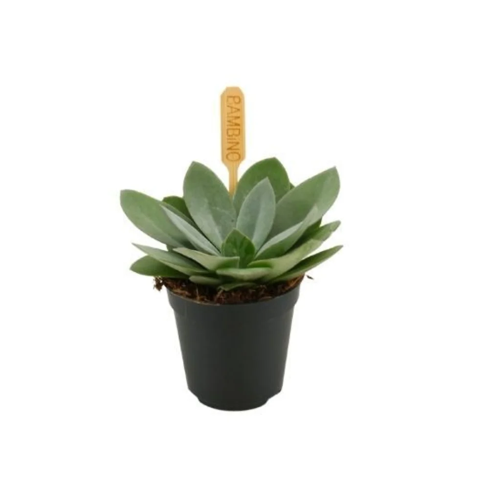 Senecio cephal. 'Mountain Fire' - Image 2