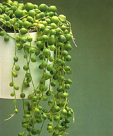 Senecio herreianus