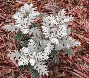 Senecio maritima - Image 2