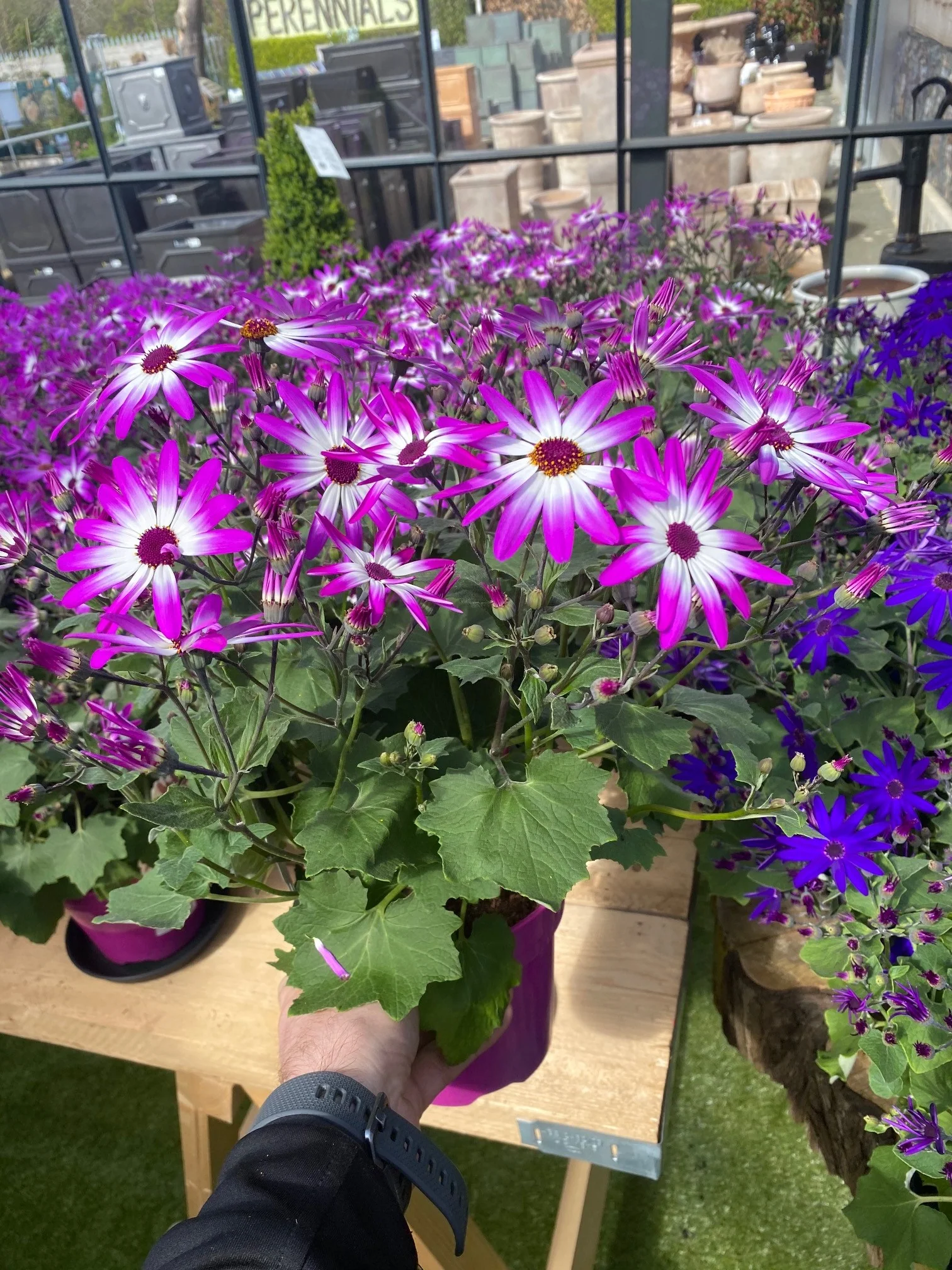 Senetti Bicolour Pink