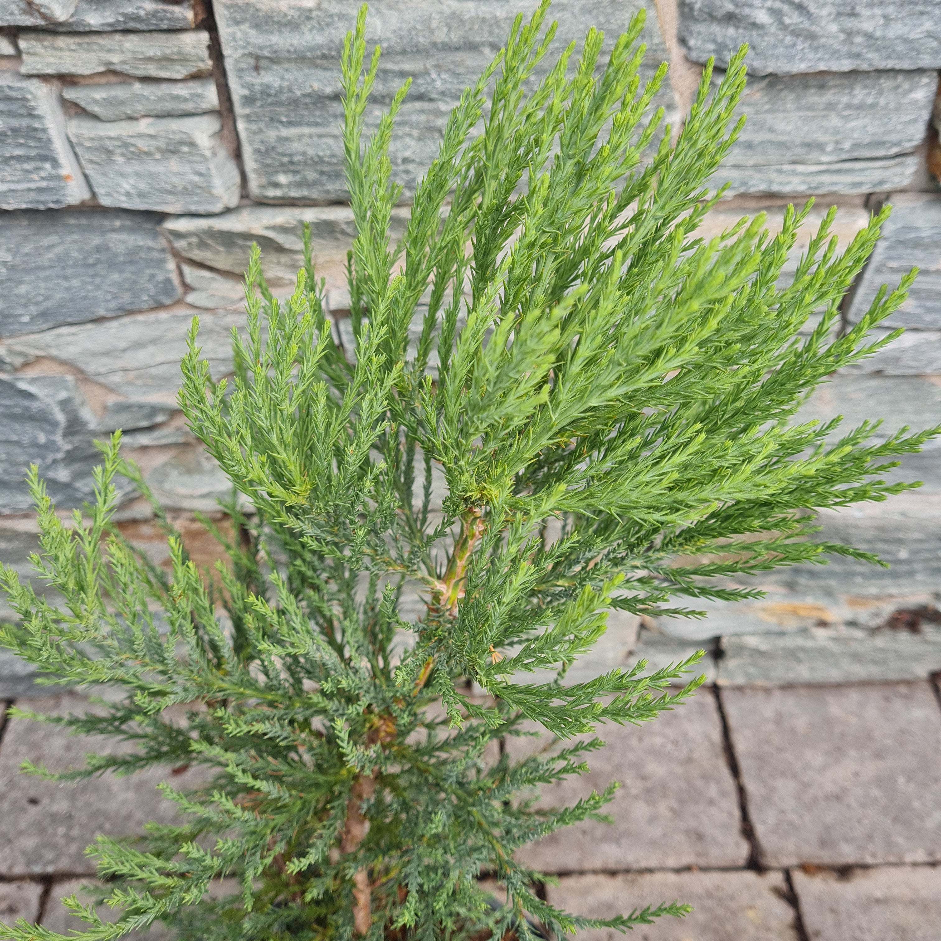 Sequoiadendron giganteum  25-30 CM - Image 3