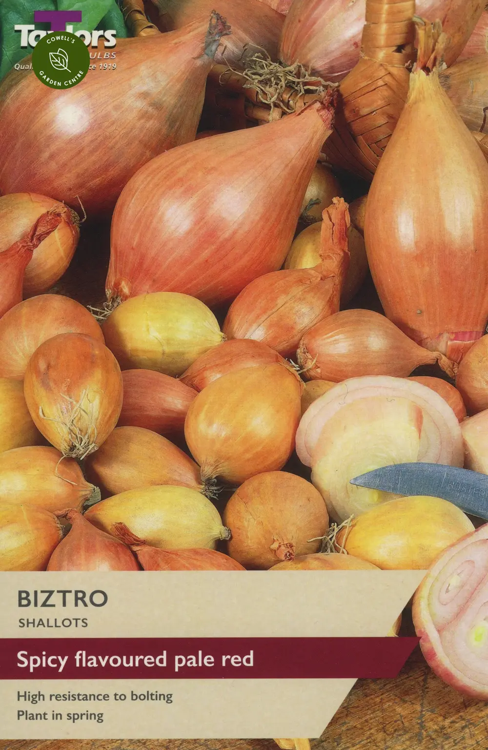 SHALLOT BIZTRO 10