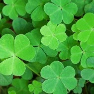 Shamrock