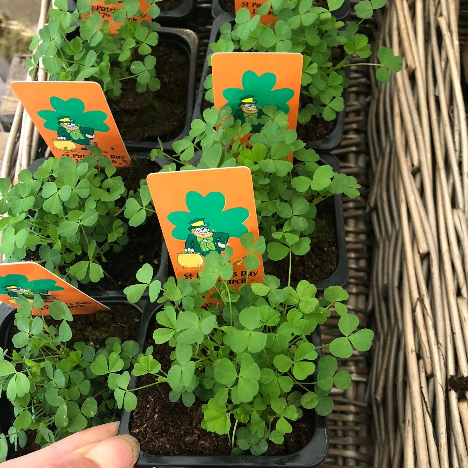 Shamrock - Image 2