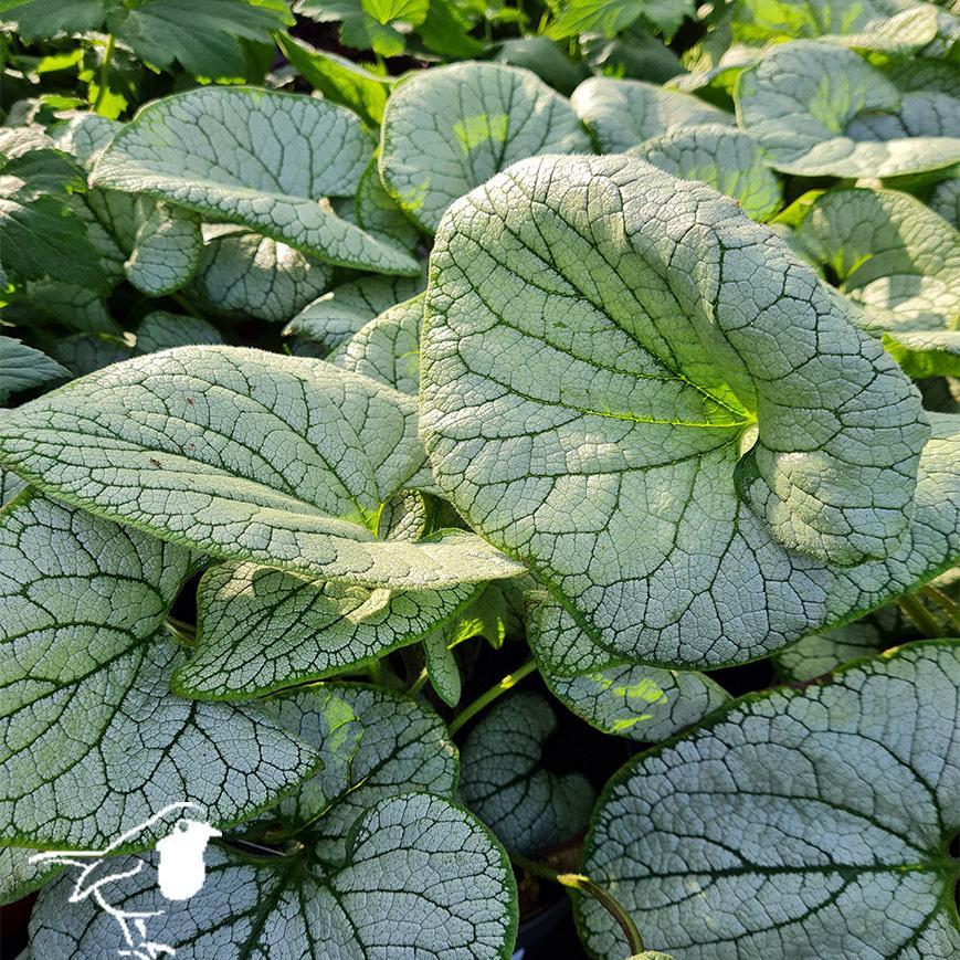 Siberian Bugloss Brunnera marophylla Silver Heart (3Ltr Pot) - Image 2