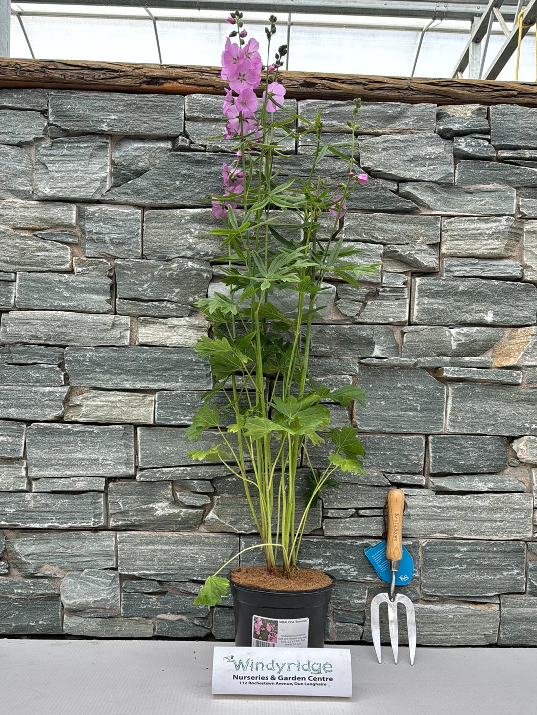 SIDALCEA Shimmer - Image 3