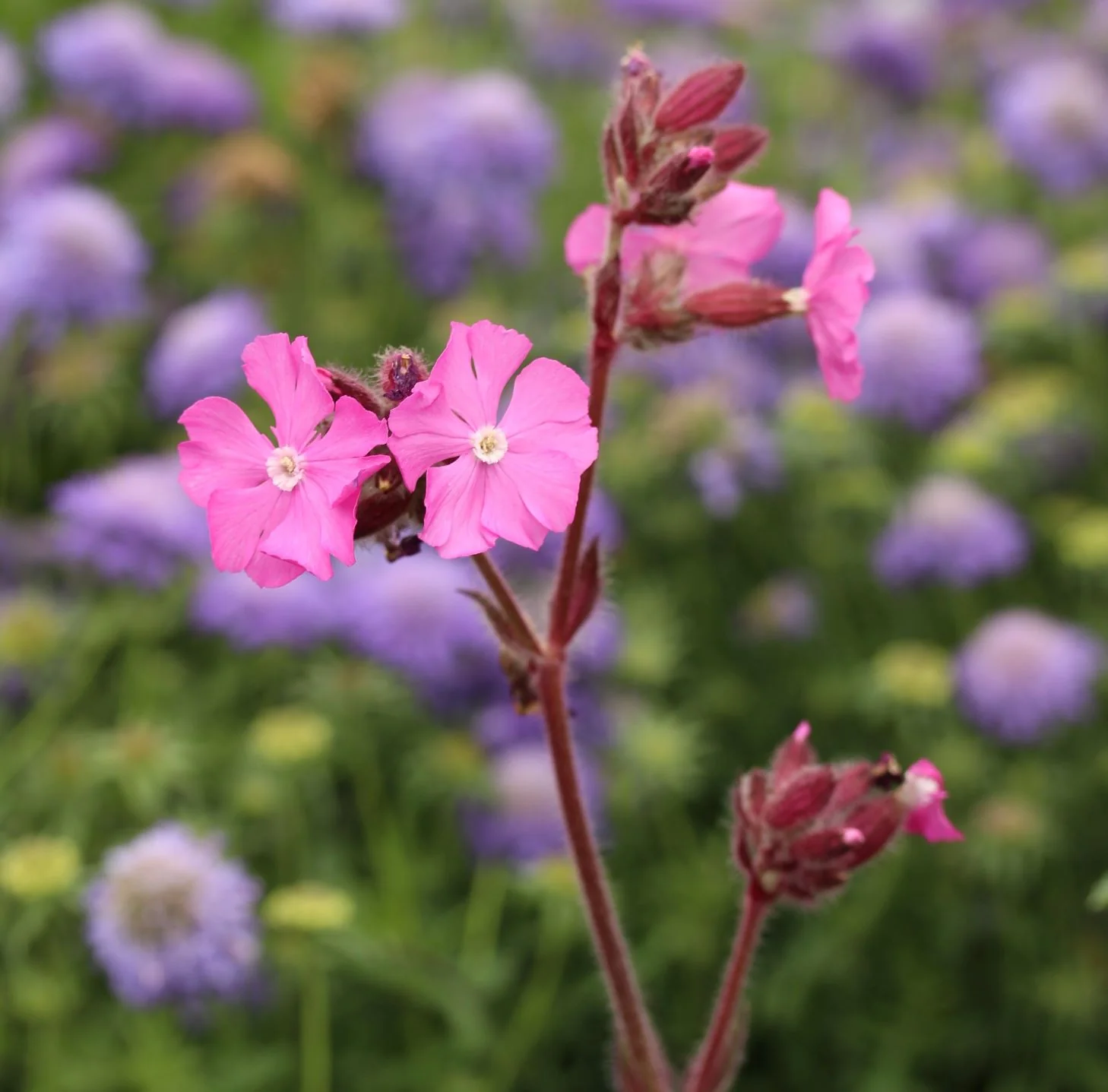 Silene robotii 'Rollies Favorite'Â® - Image 2