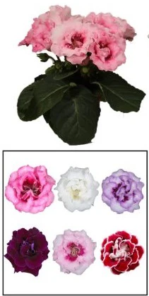 Sinningia(Gloxinia) mix