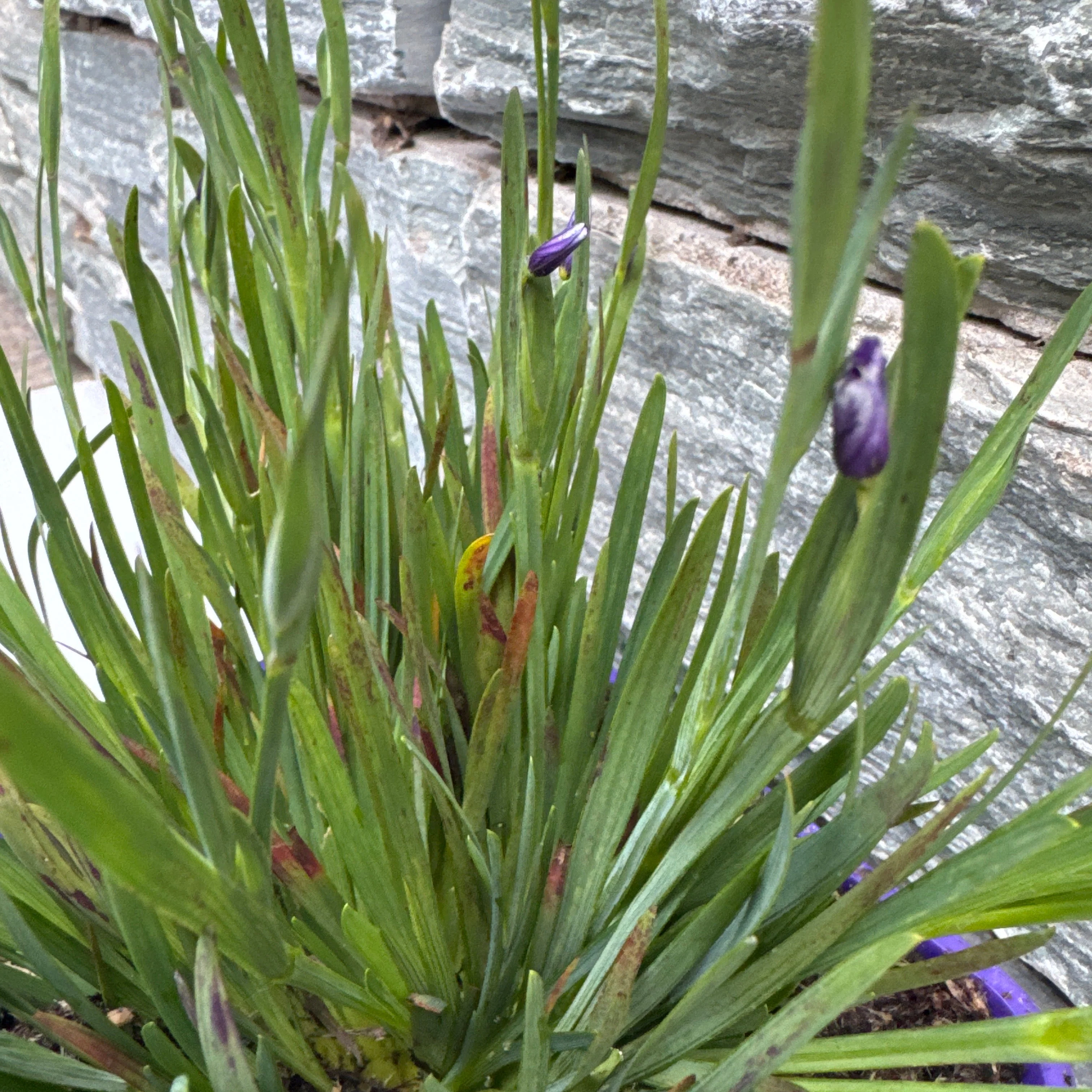 Sisyrinchium 'E K Balls' - Image 2