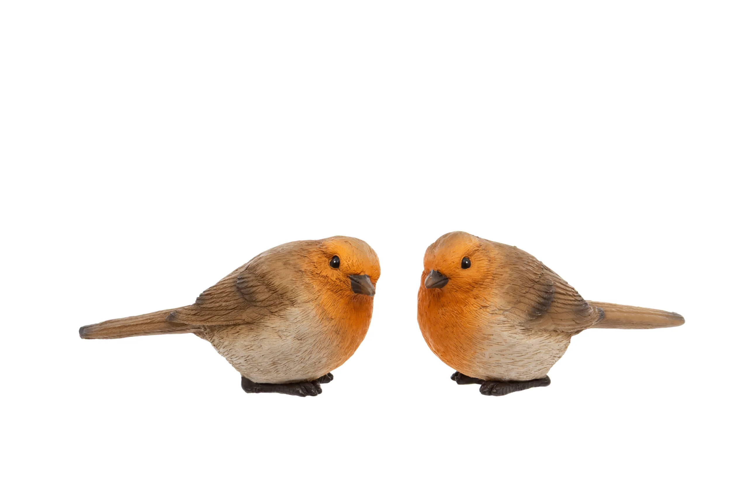 Sitting Robin