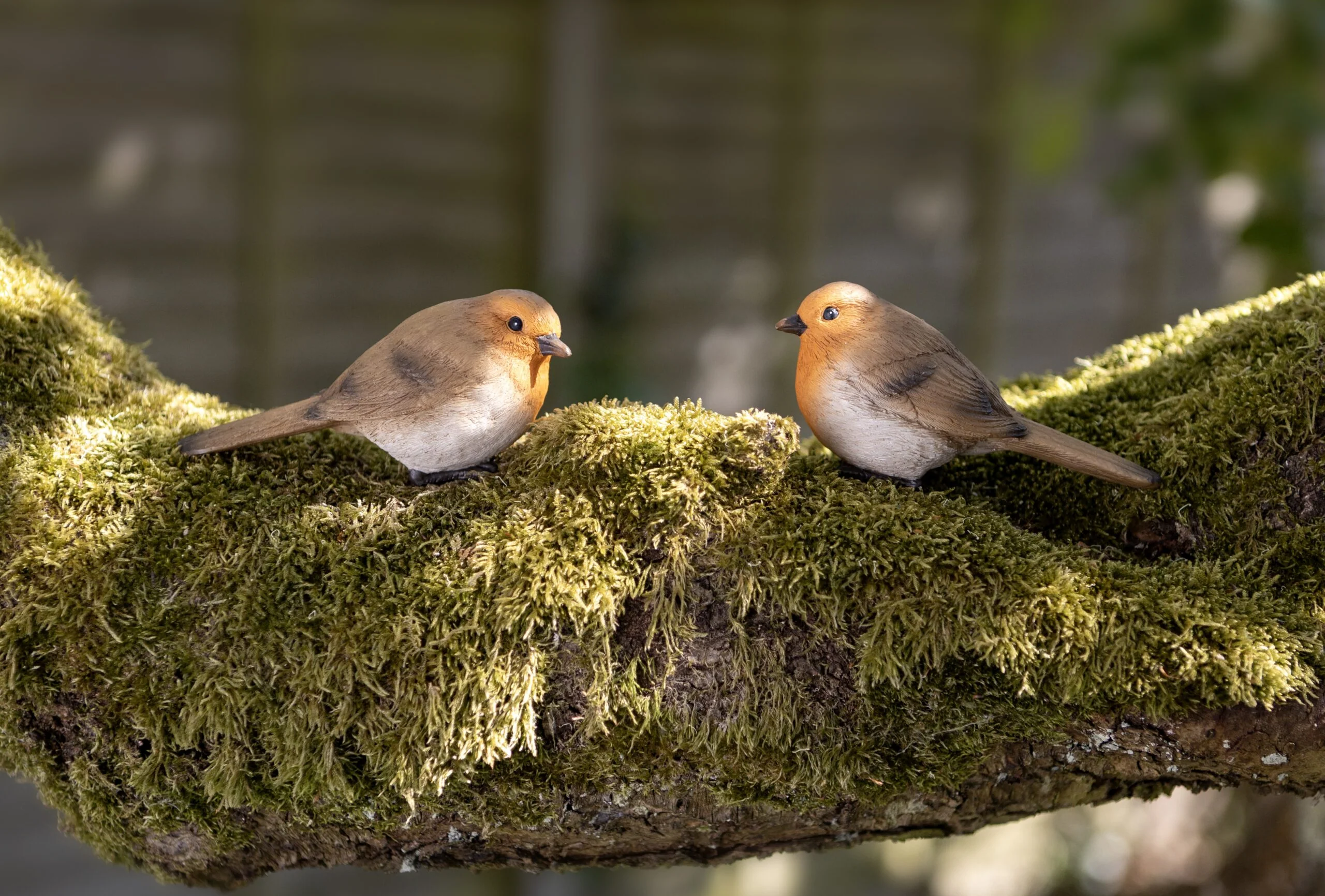 Sitting Robin - Image 2