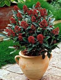 Skimmia