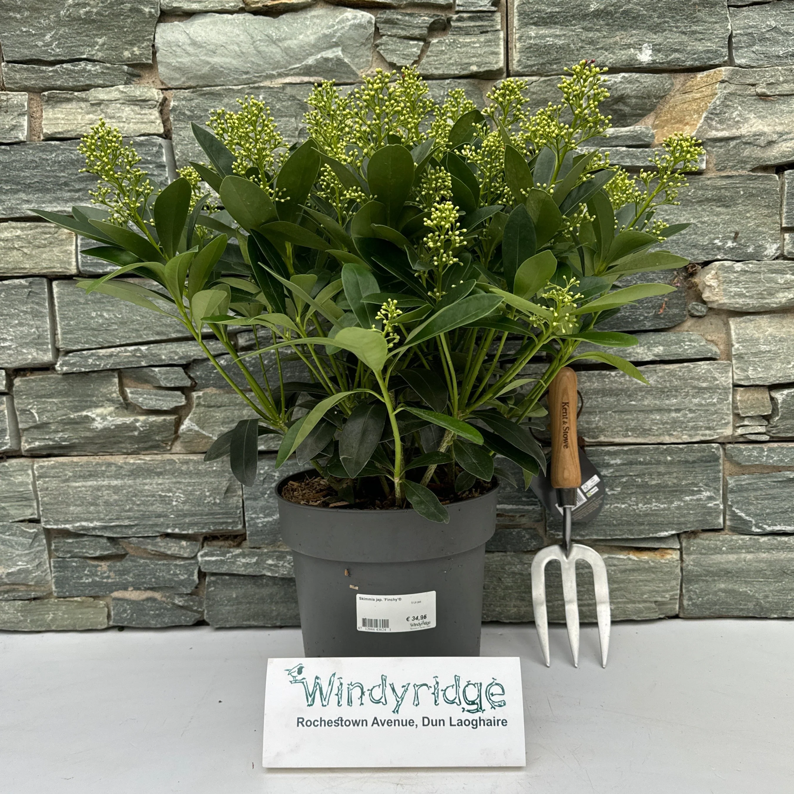 Skimmia jap.  Finchy ® / 5 Ltr pot - Image 2