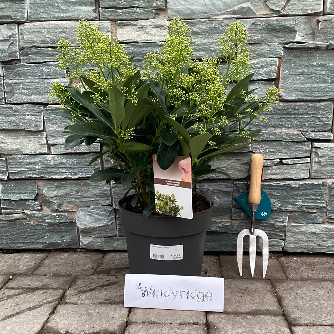 Skimmia jap.  Finchy ® / 5 Ltr pot - Image 3